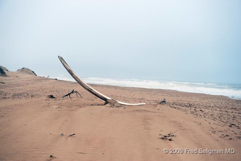 20090605_154413 D3 X1.jpg - Whale Bone